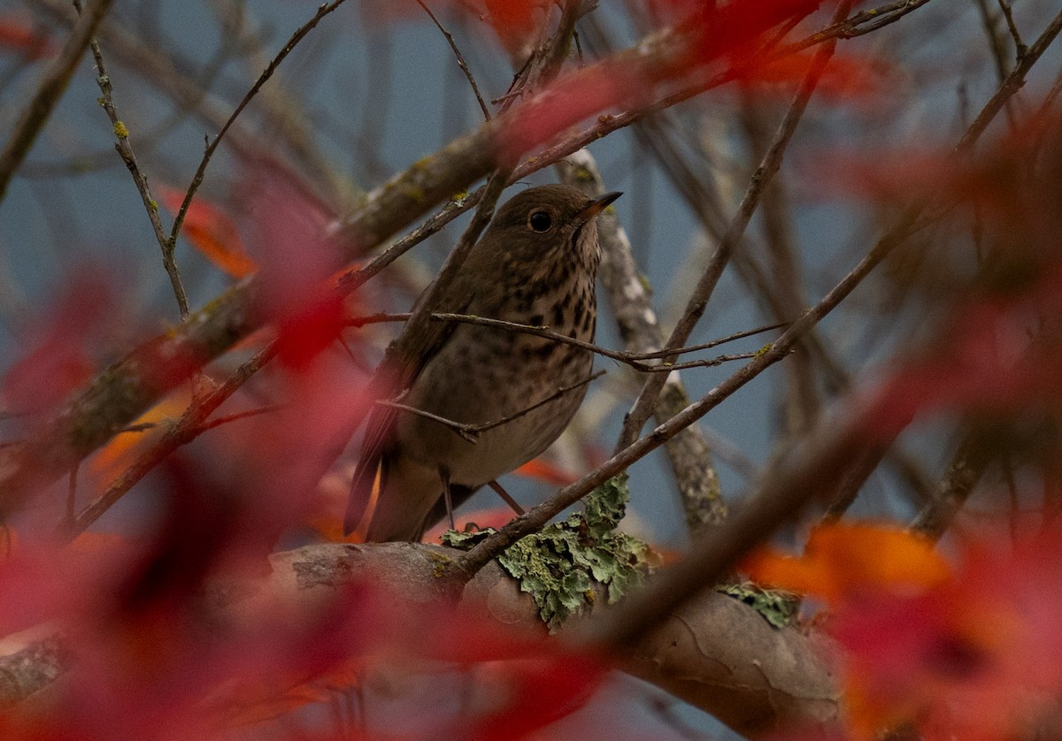Hermit Thrush - ML646653529