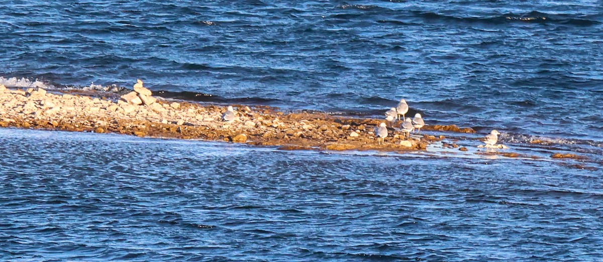 Delawareko kaioa - ML646653541