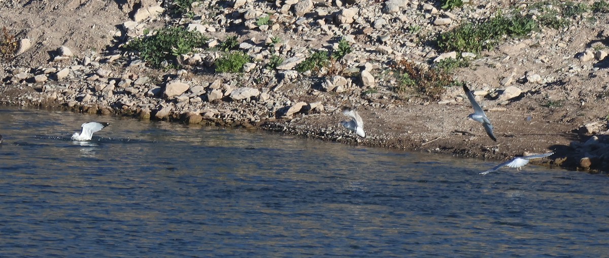 Delawareko kaioa - ML646653556