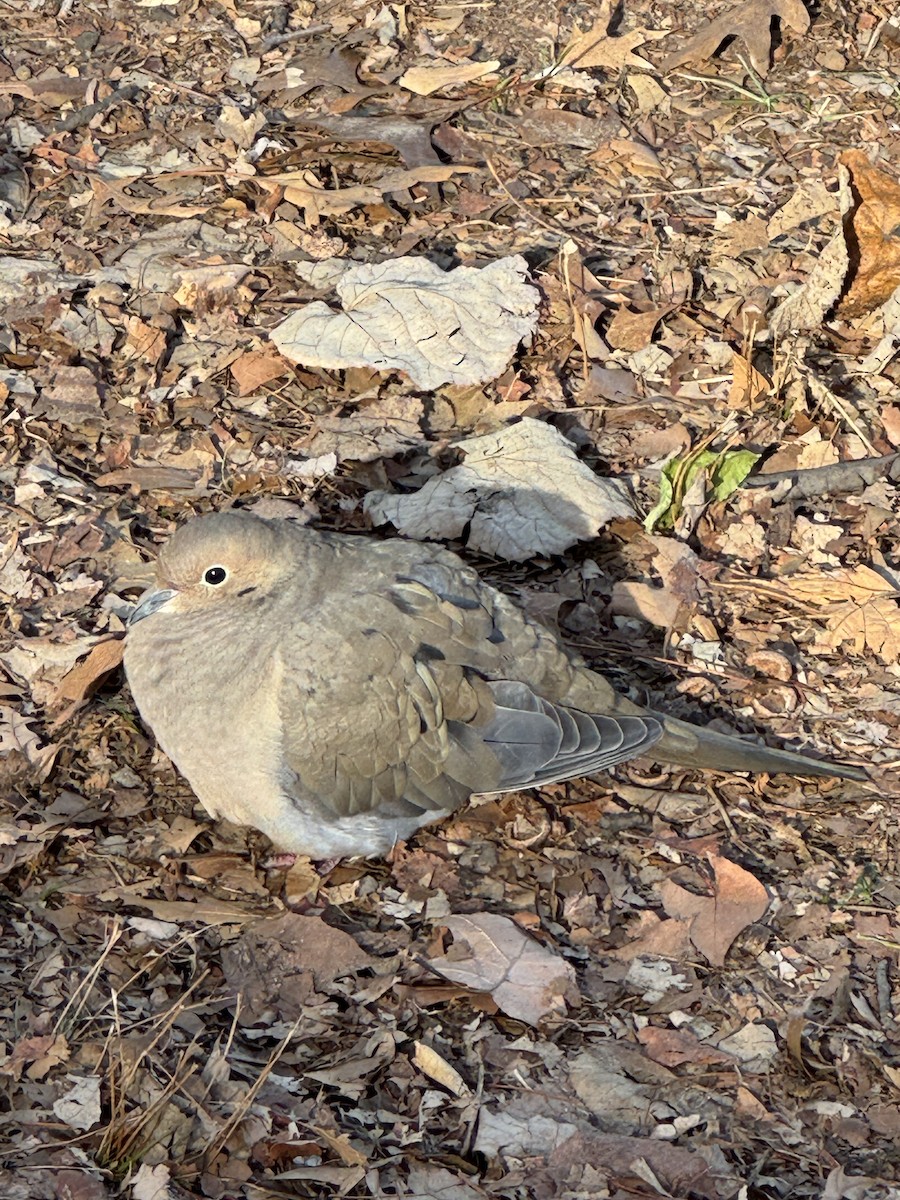Mourning Dove - ML646653557