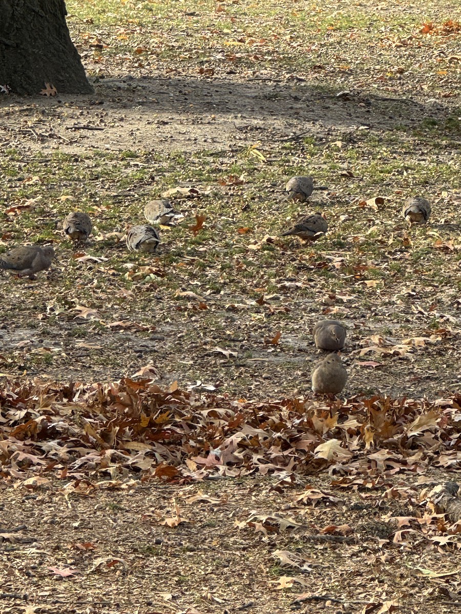 Mourning Dove - ML646653558