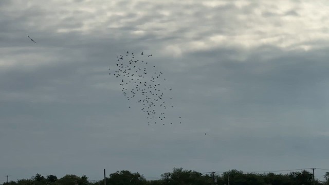 Побережник тундровий - ML646653559