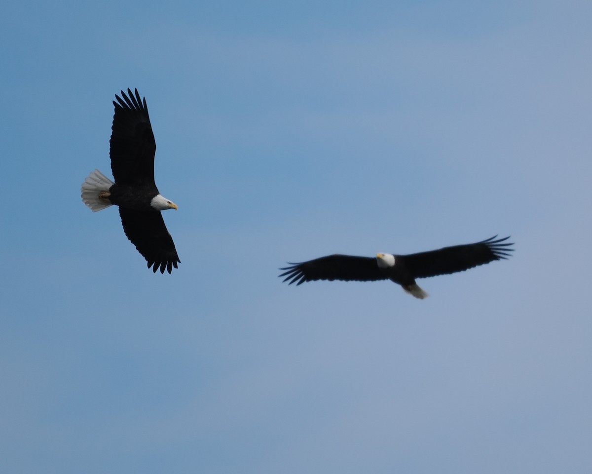 Bald Eagle - ML646653561