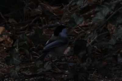 Black-capped Chickadee - ML646653563