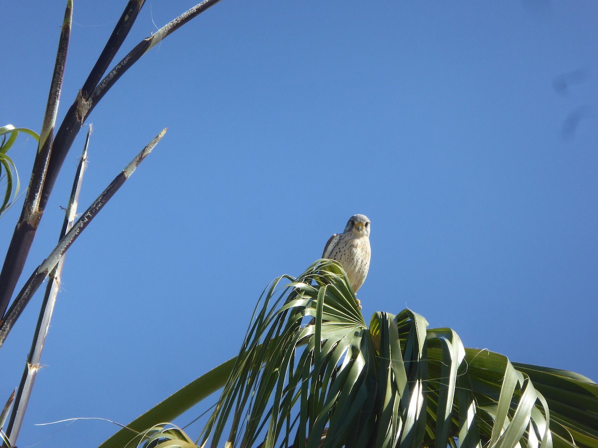 Eurasian Kestrel - ML646653564