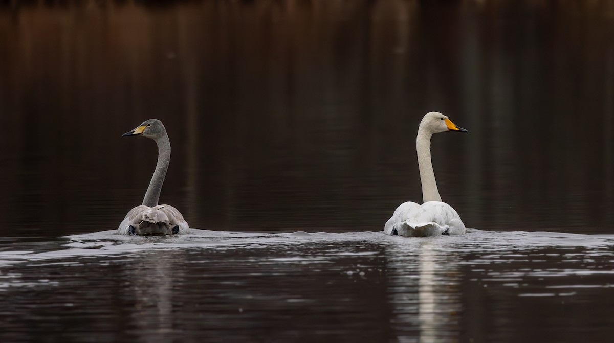 オオハクチョウ - ML646653565