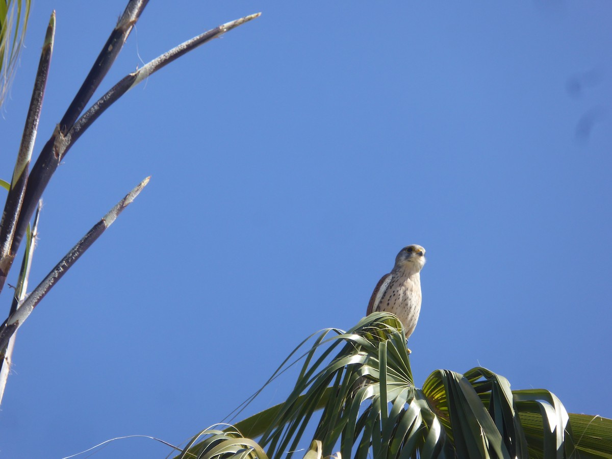 Eurasian Kestrel - ML646653566