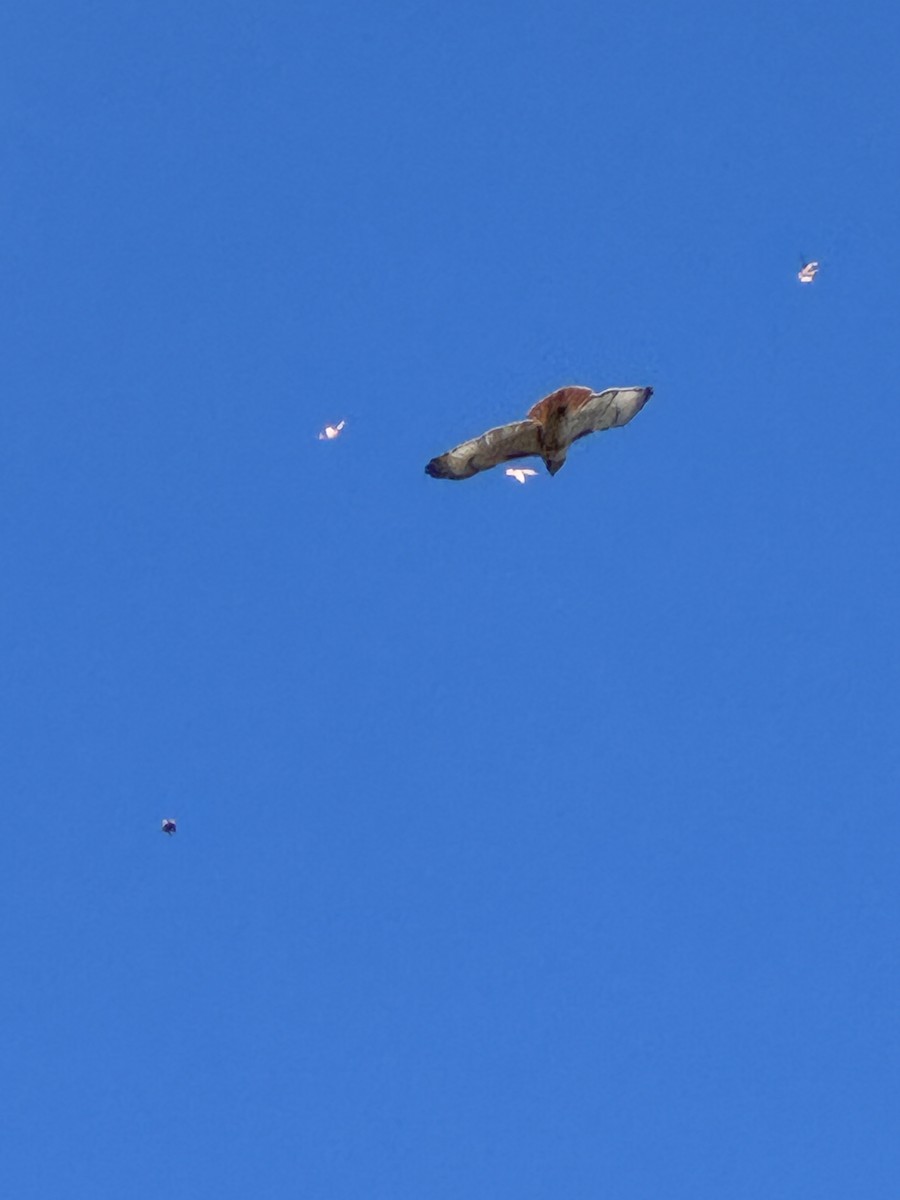 アカオノスリ - ML646653569