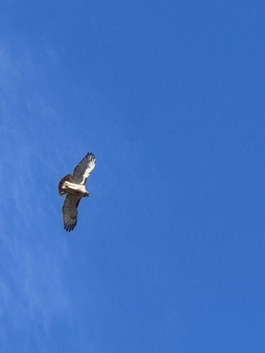 アカオノスリ - ML646653570