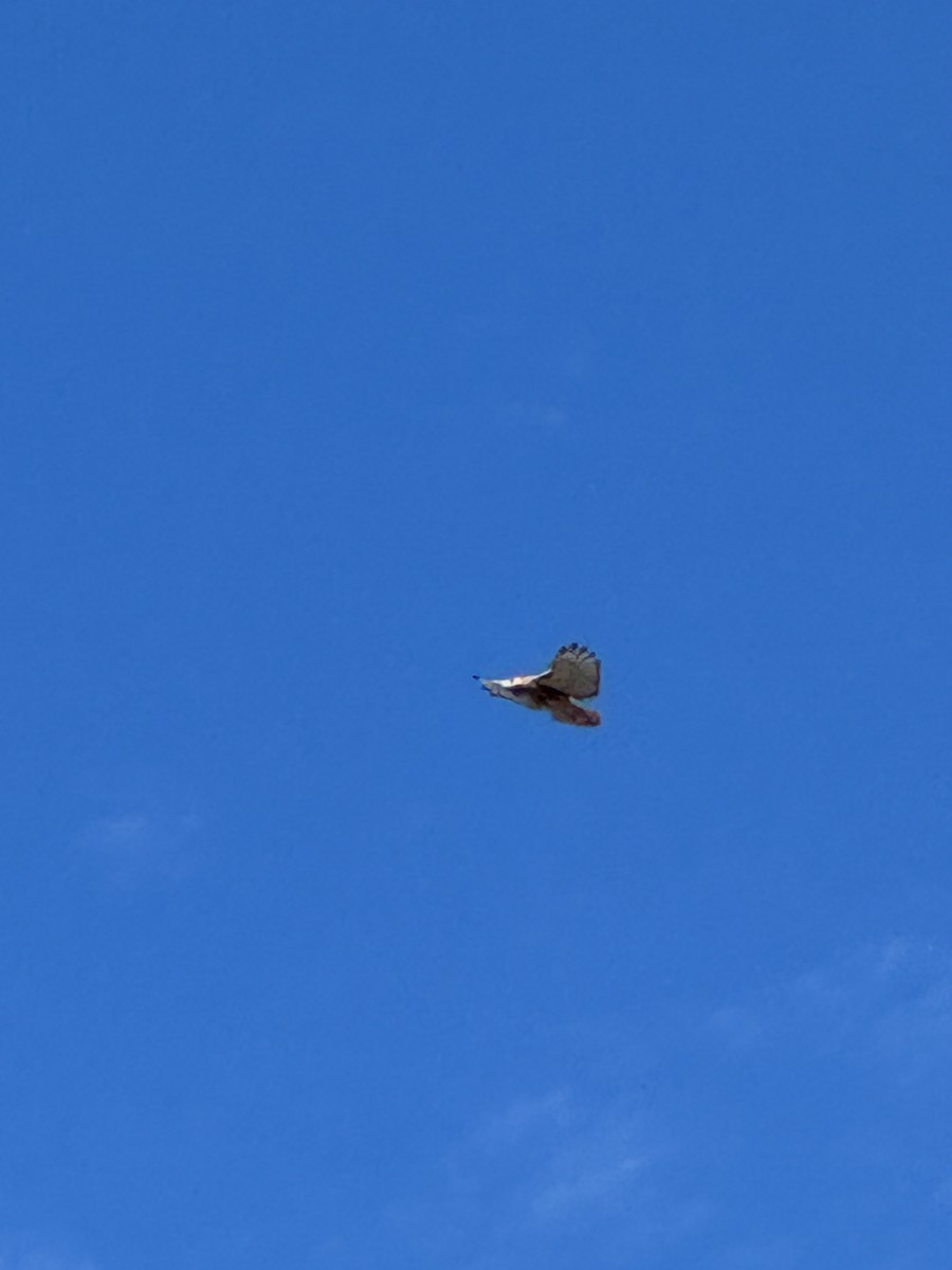 アカオノスリ - ML646653571