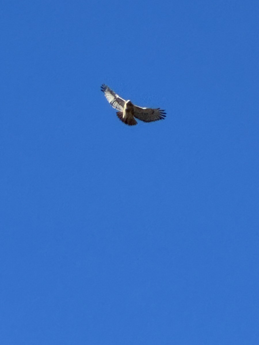 アカオノスリ - ML646653572