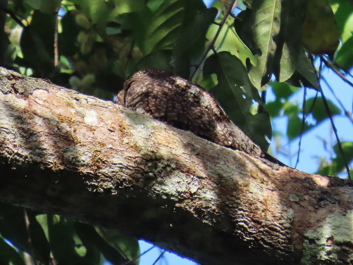 Анаперо-довгокрил бурий - ML646653573