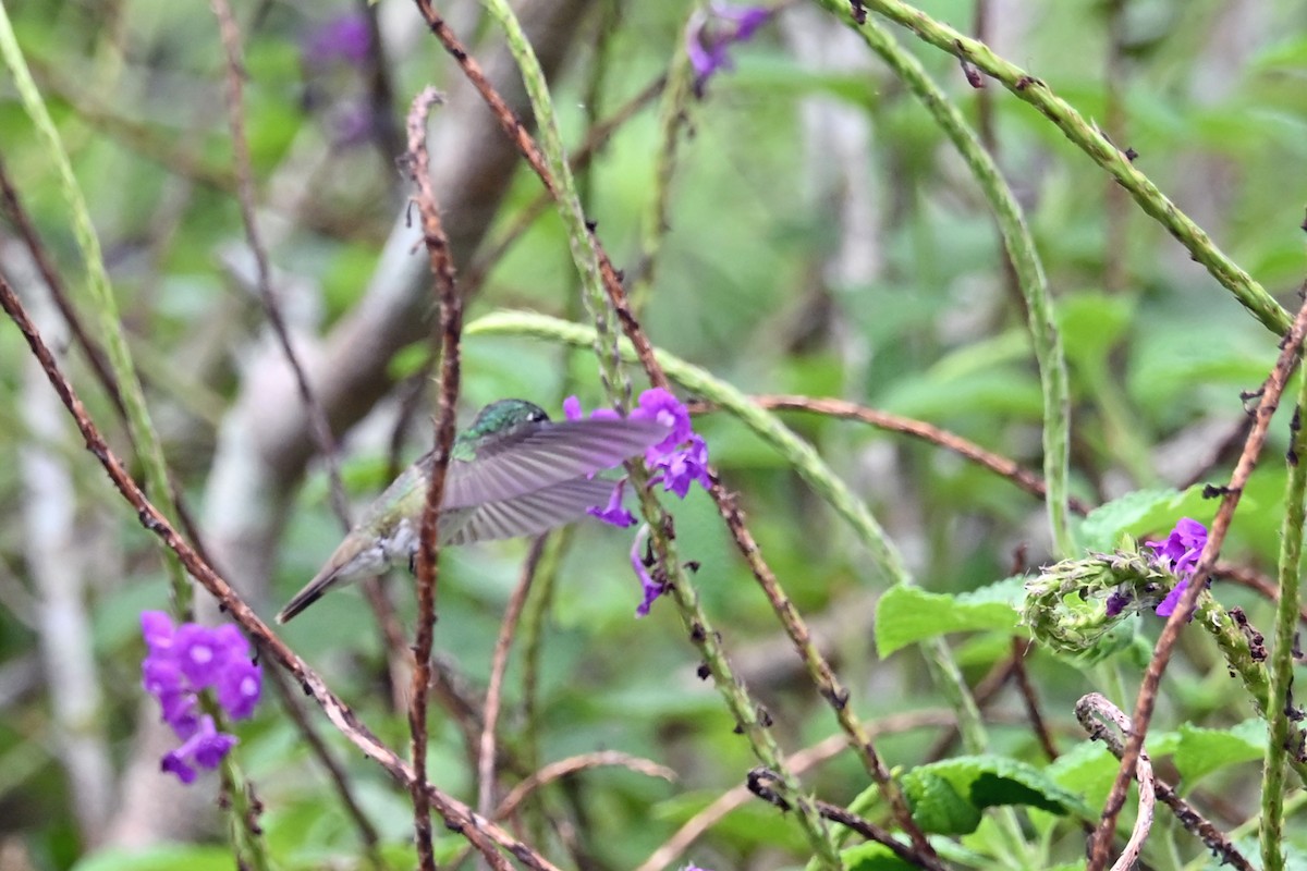 アオボウシエメラルドハチドリ - ML646653574