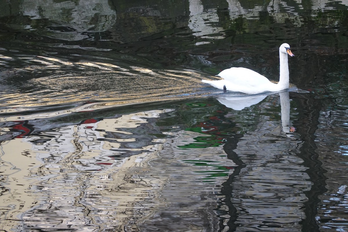 コブハクチョウ - ML646653575