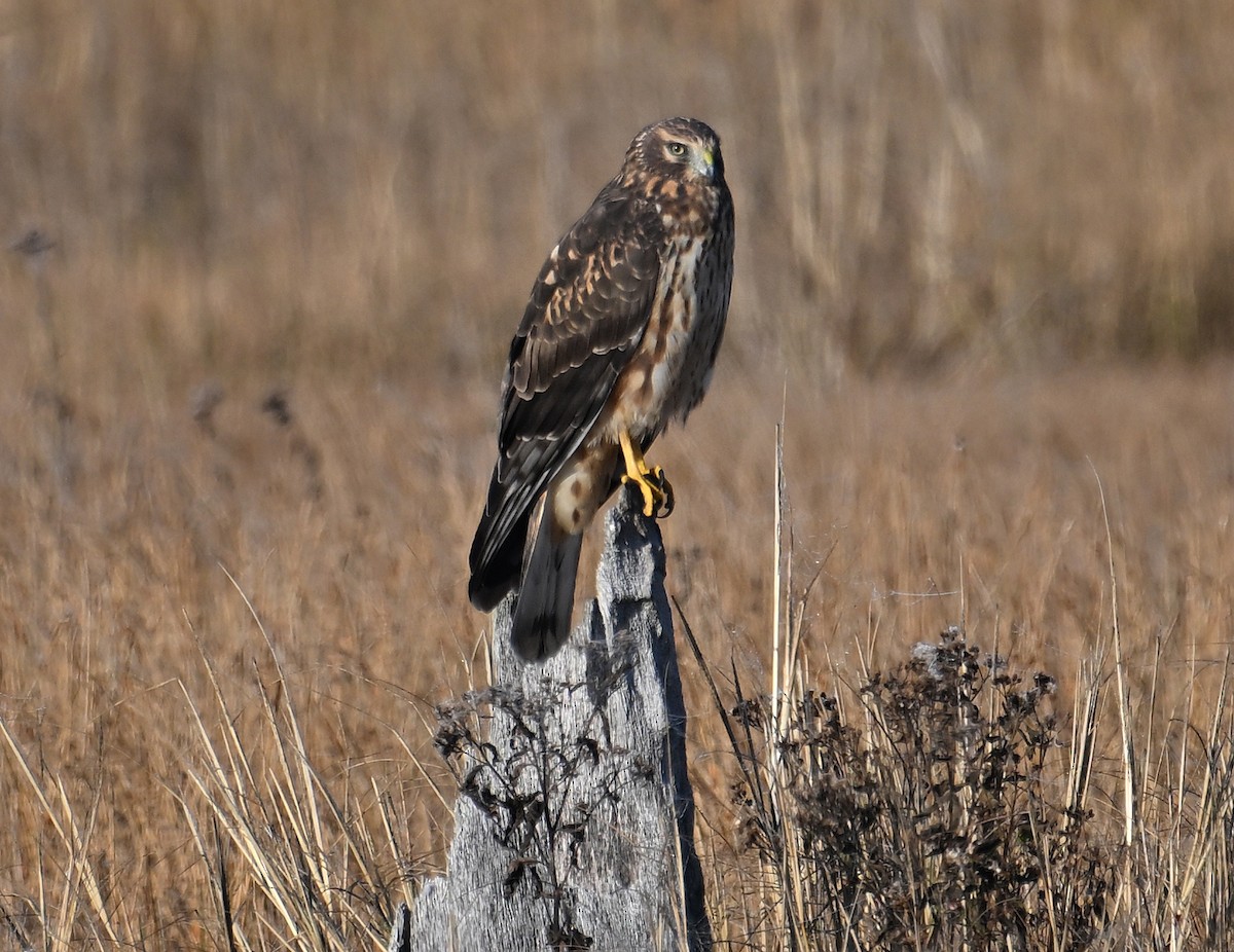 アメリカハイイロチュウヒ - ML646653576