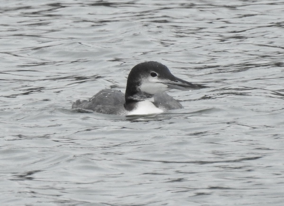 ハシグロアビ - ML646653577