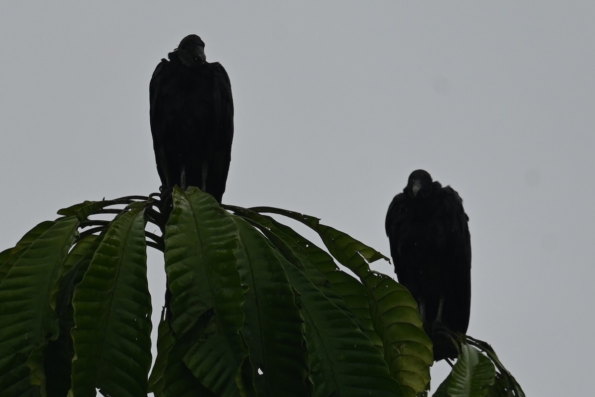 クロコンドル - ML646653578