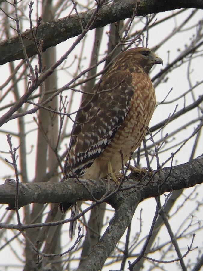 カタアカノスリ（lineatus グループ） - ML646653579