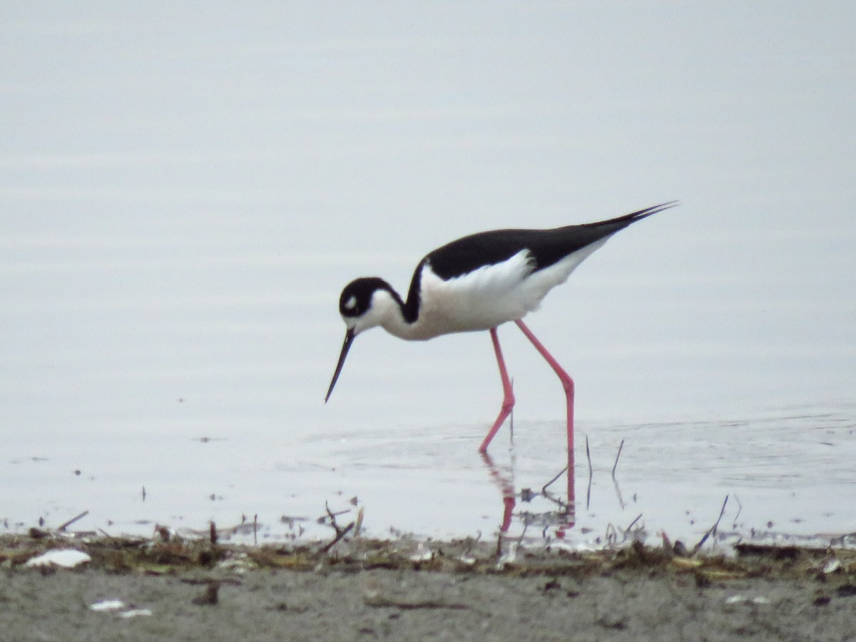 Black-necked Stilt (Black-necked) - ML646653582