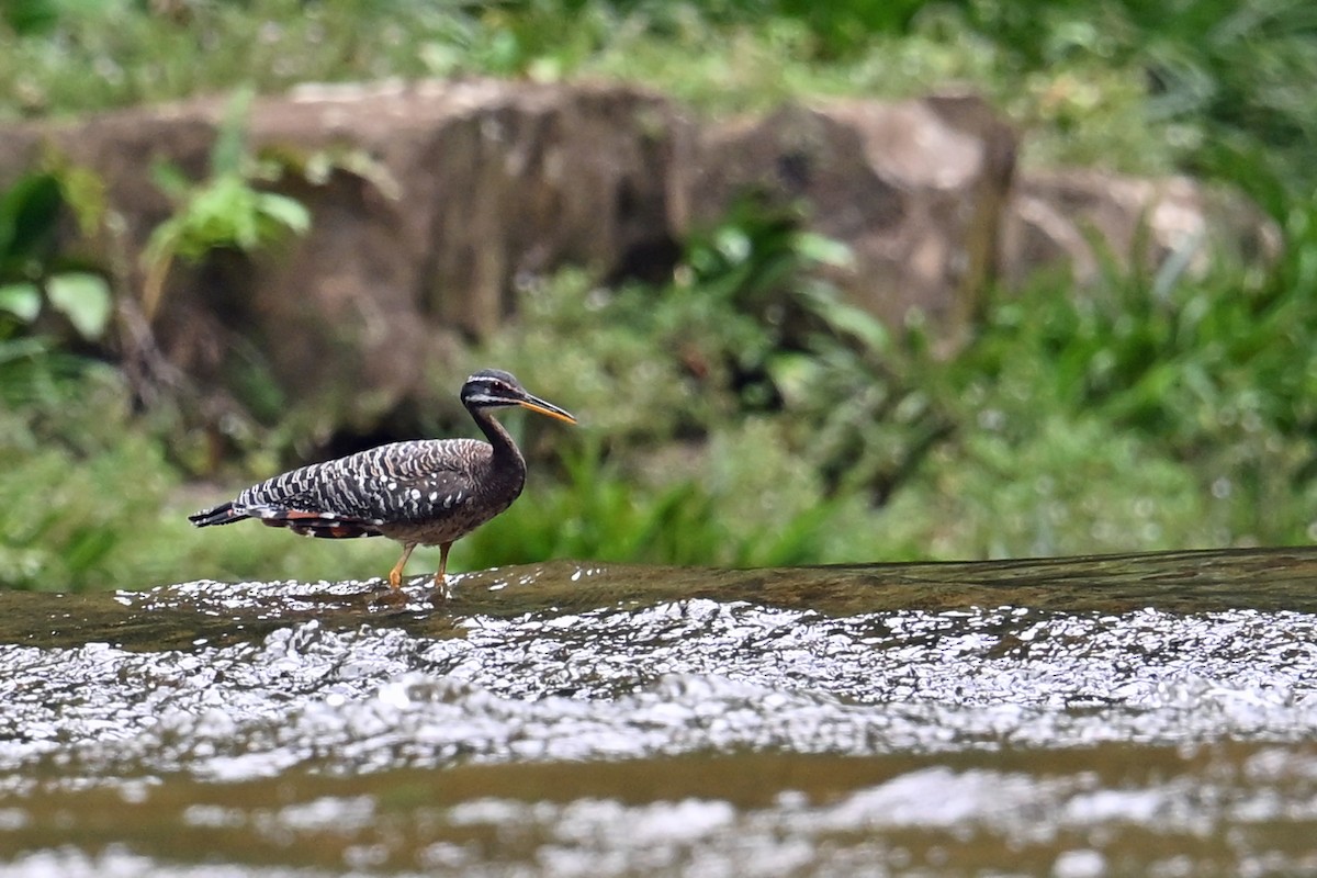 ジャノメドリ - ML646653585