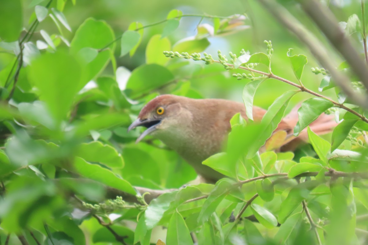 ムネアカアレチカマドドリ - ML646653586