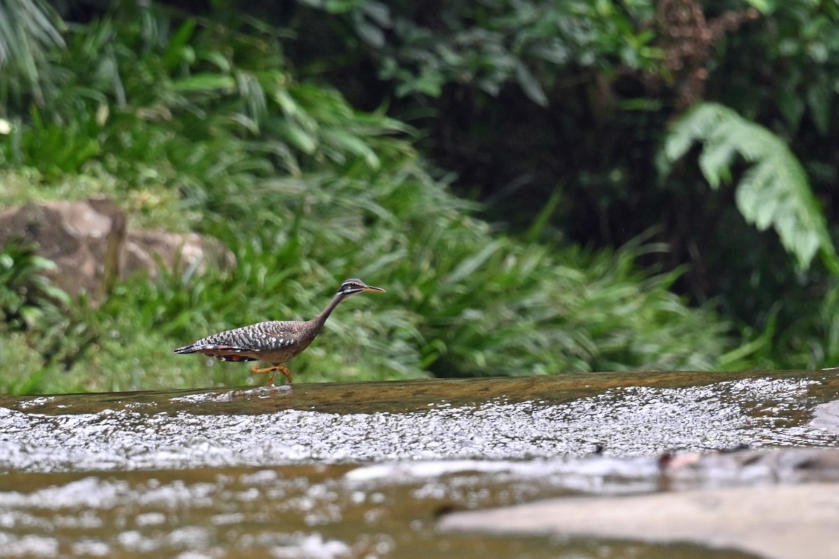 ジャノメドリ - ML646653587