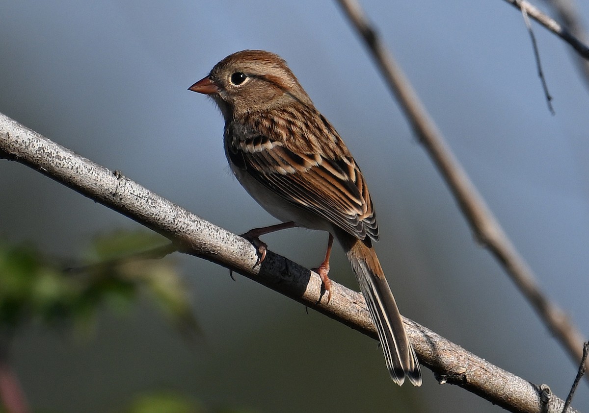 ヒメドリ - ML646653589