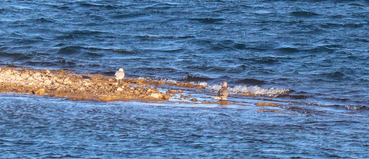 アメリカセグロカモメ - ML646653591