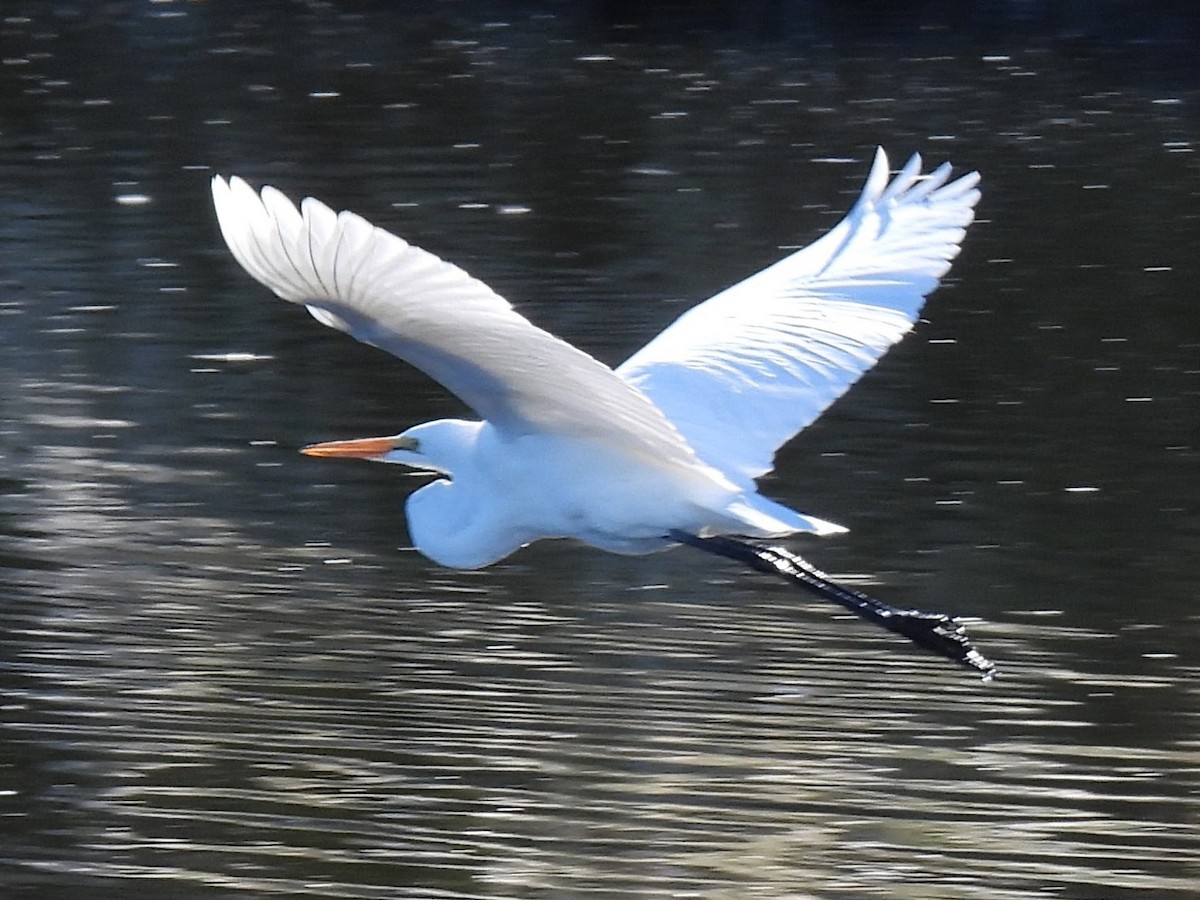 ダイサギ - ML646653595