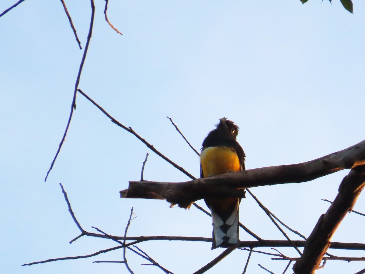 Трогон синьоволий - ML646653597