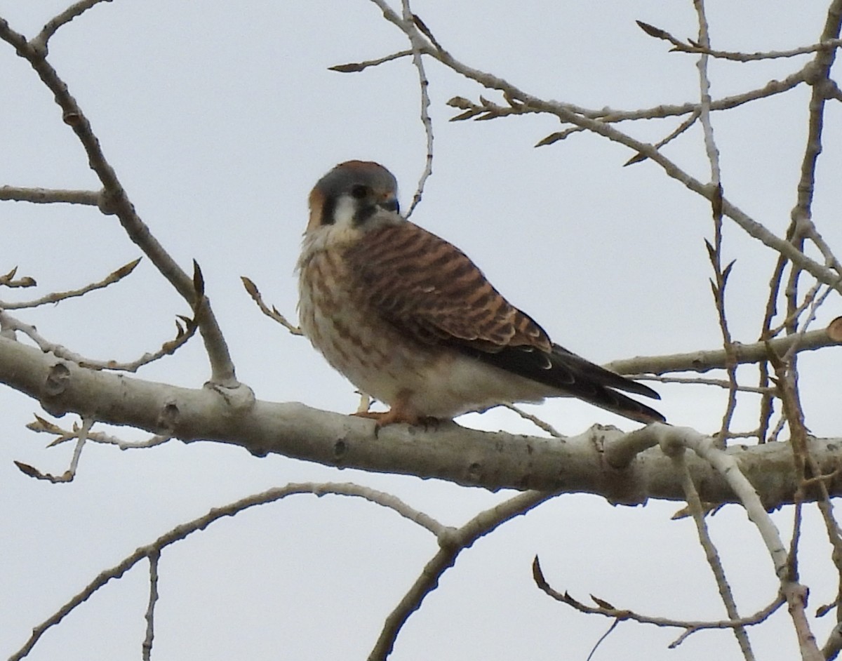American Kestrel - ML646653598