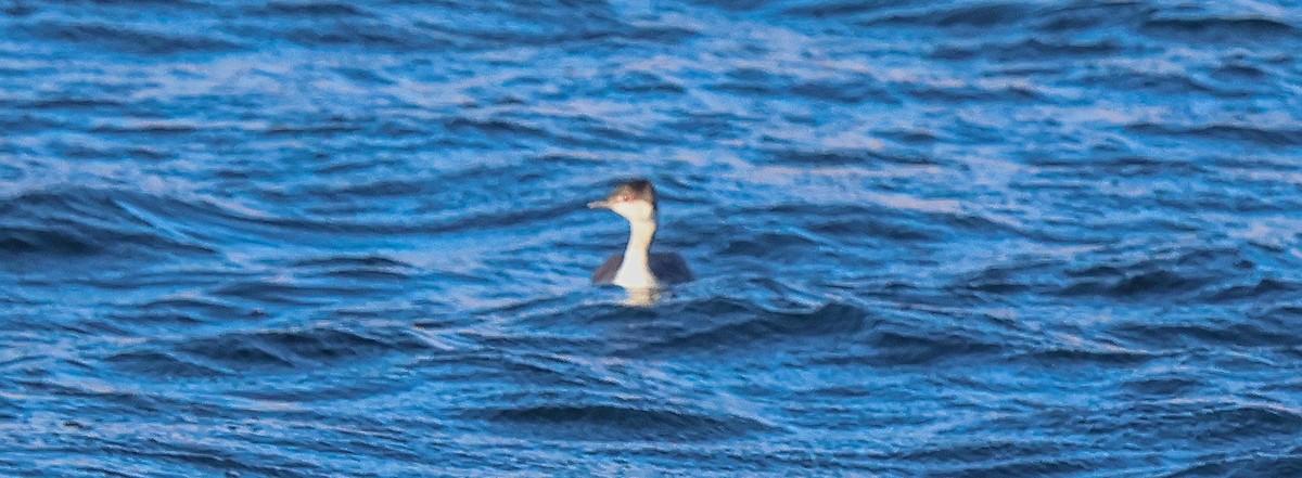 Txilinporta urrebelarria - ML646653600