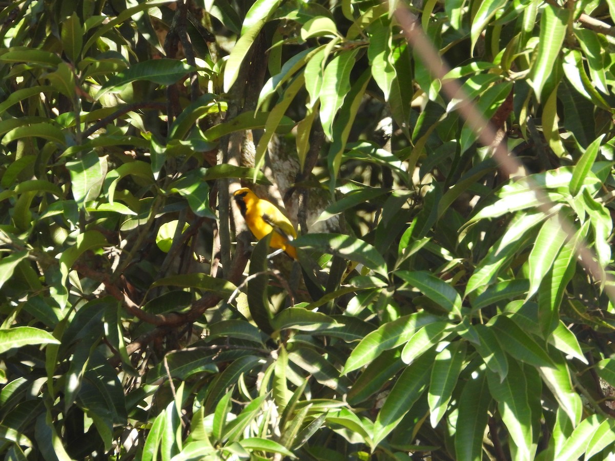 キイロムクドリモドキ - ML646653603