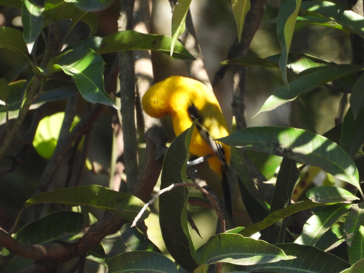 Yellow Oriole - ML646653605