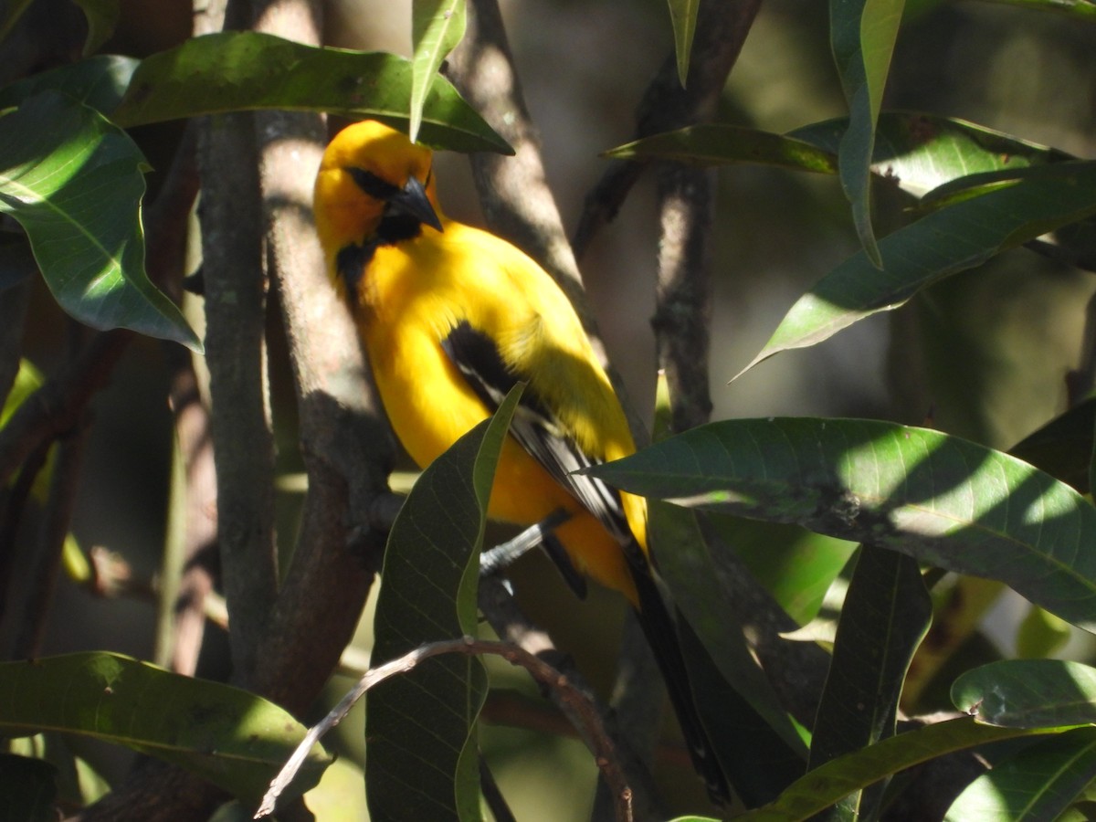 Yellow Oriole - ML646653607