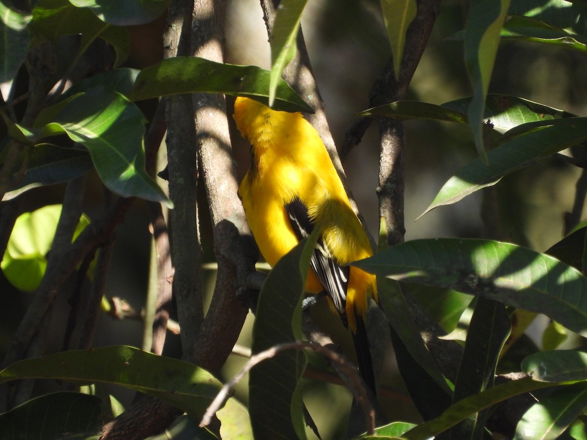 Yellow Oriole - ML646653608