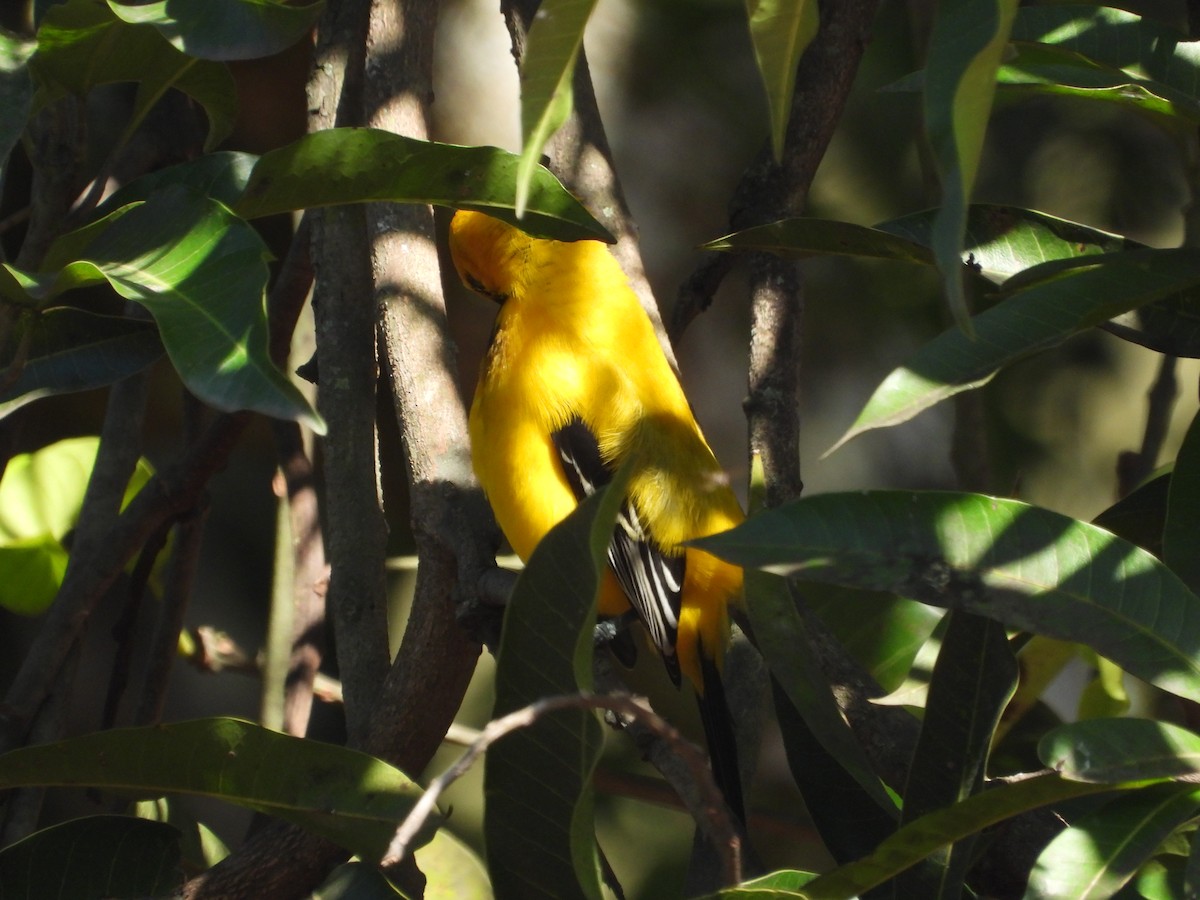 Yellow Oriole - ML646653610