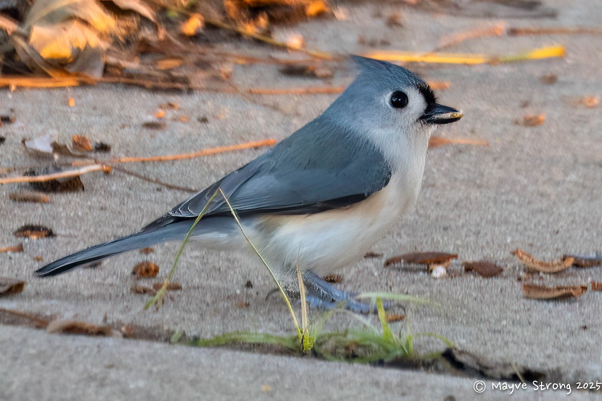 エボシガラ - ML646653612