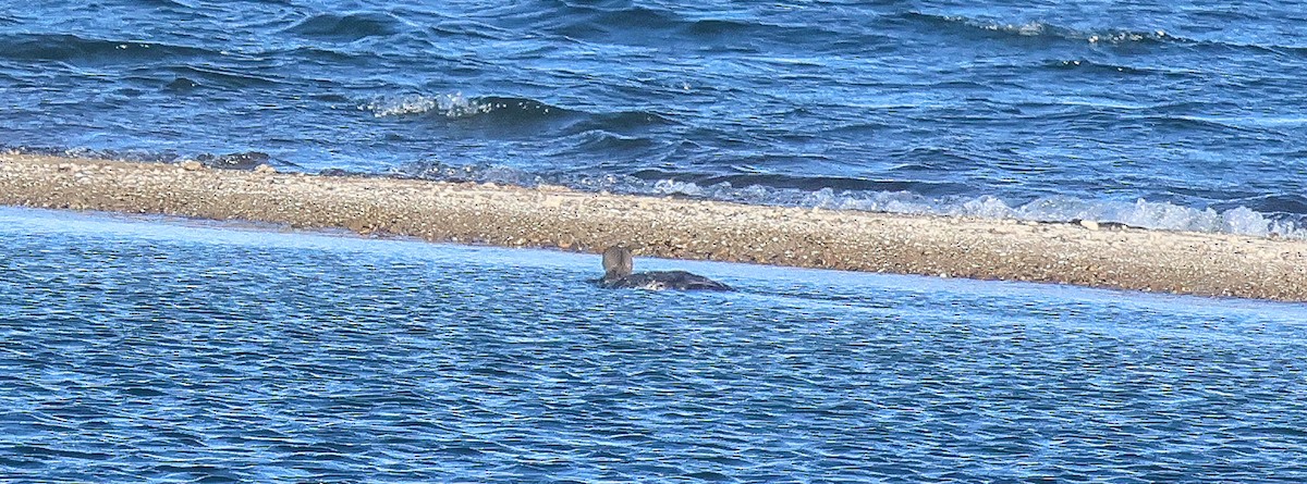 Aliota handia - ML646653613