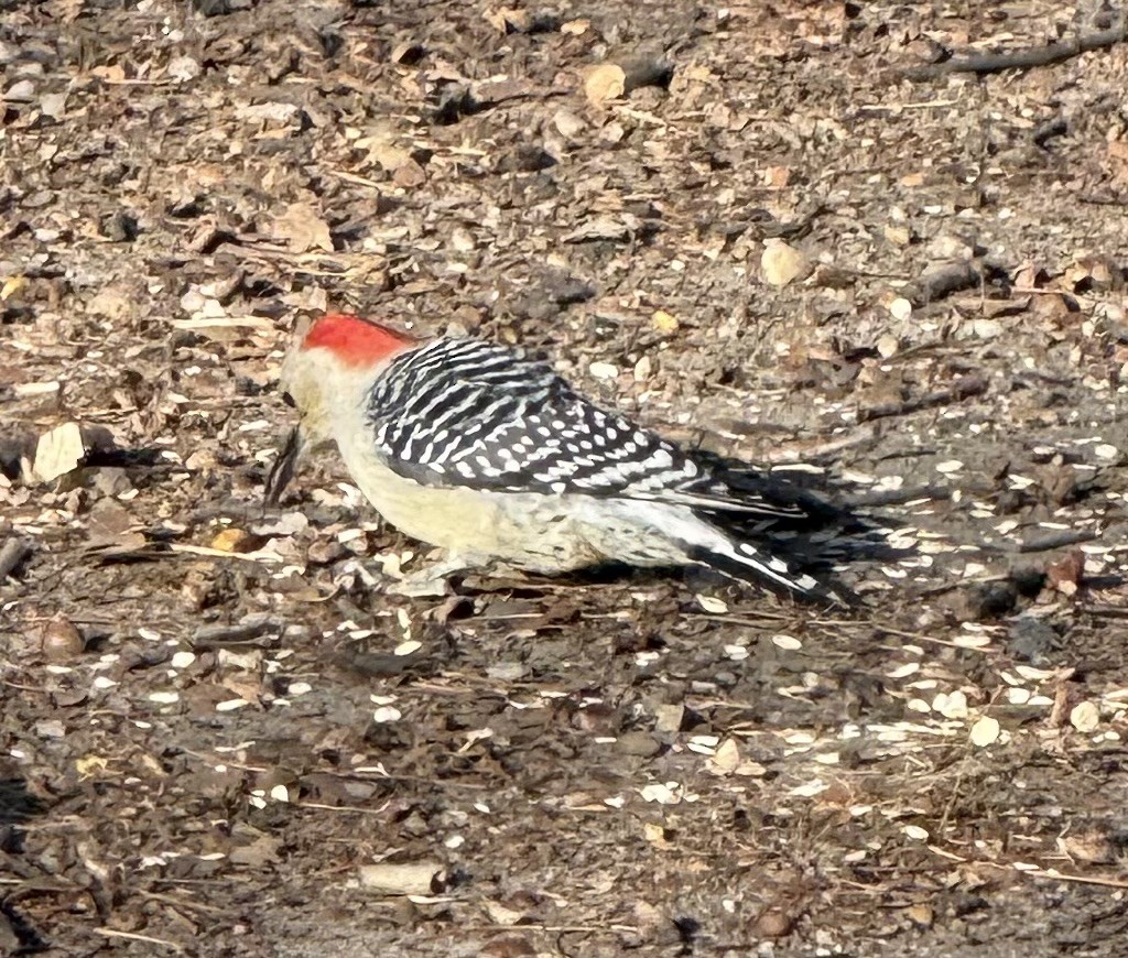 Red-bellied Woodpecker - ML646653616