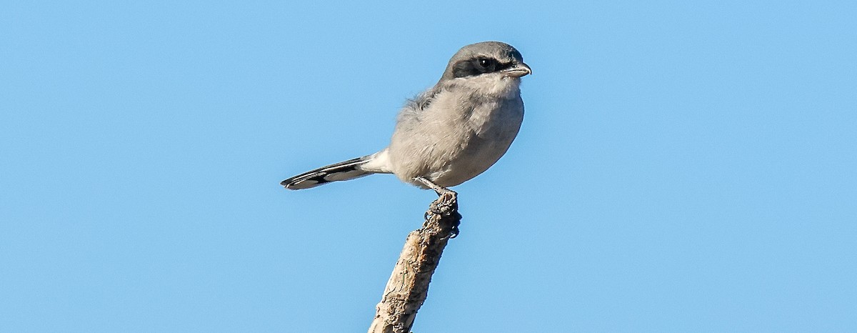 Pie-grièche migratrice - ML646653618