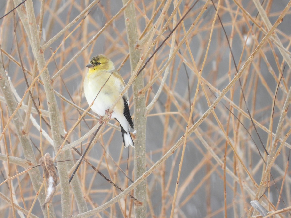 American Goldfinch - ML646653628