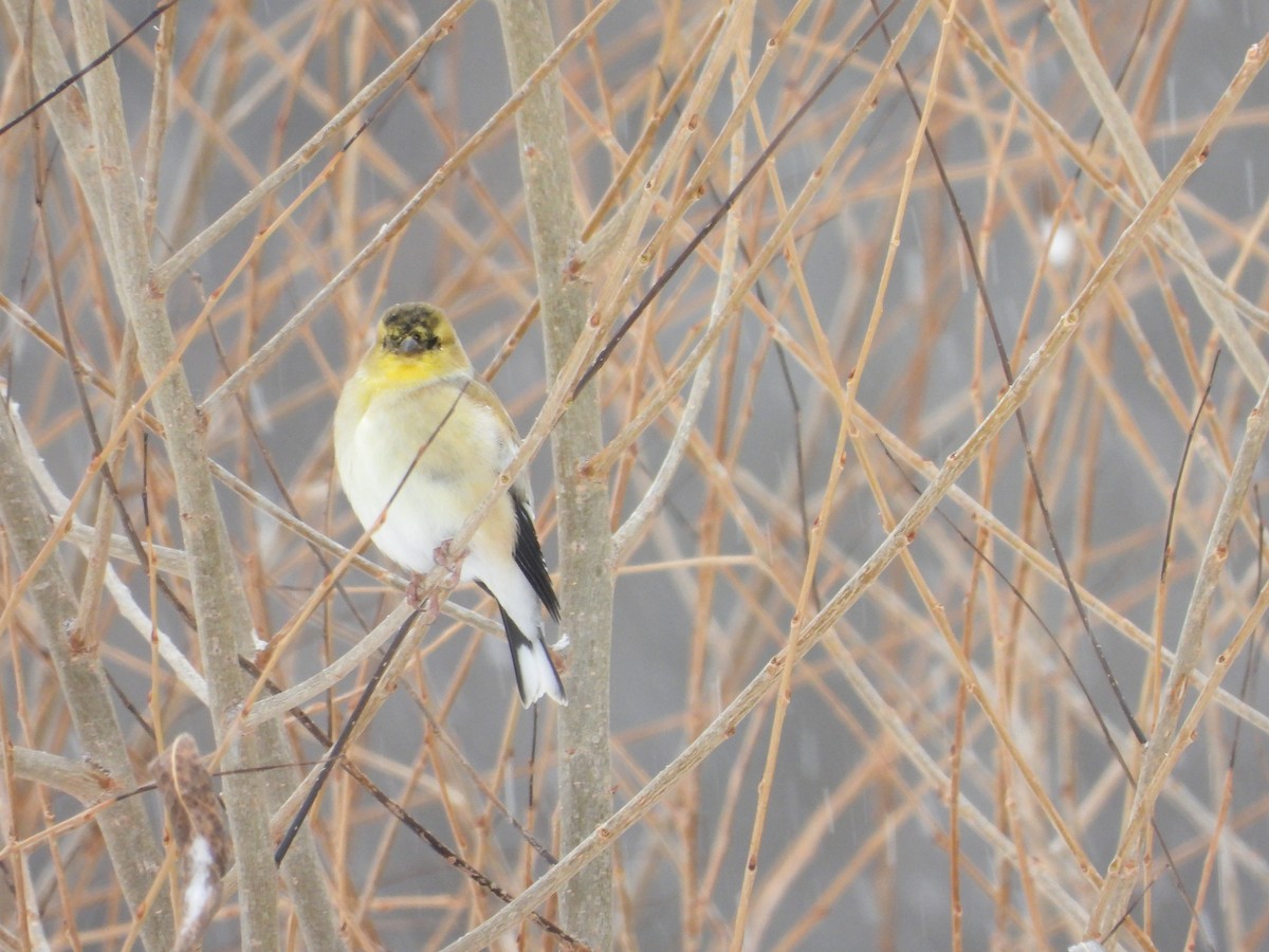 American Goldfinch - ML646653629