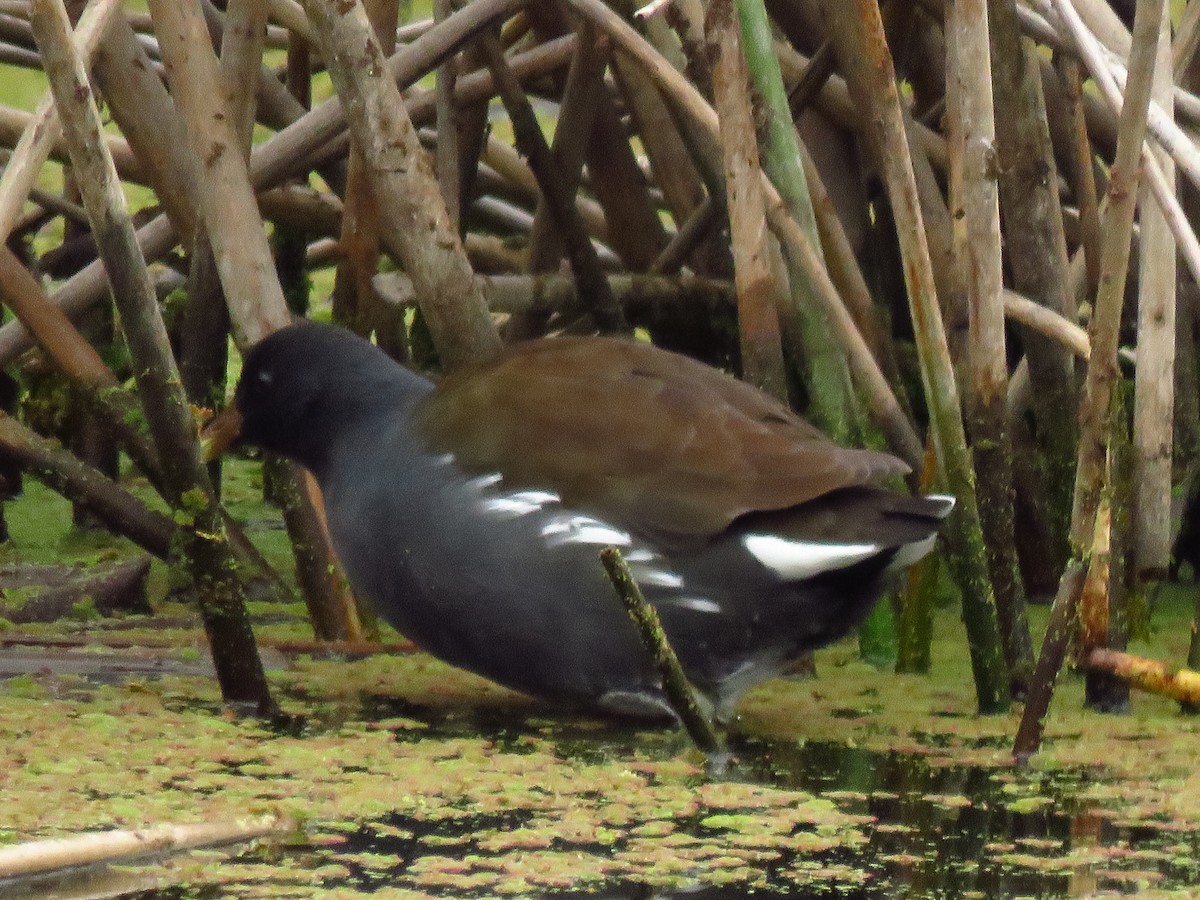 Common Gallinule (American) - ML646653639
