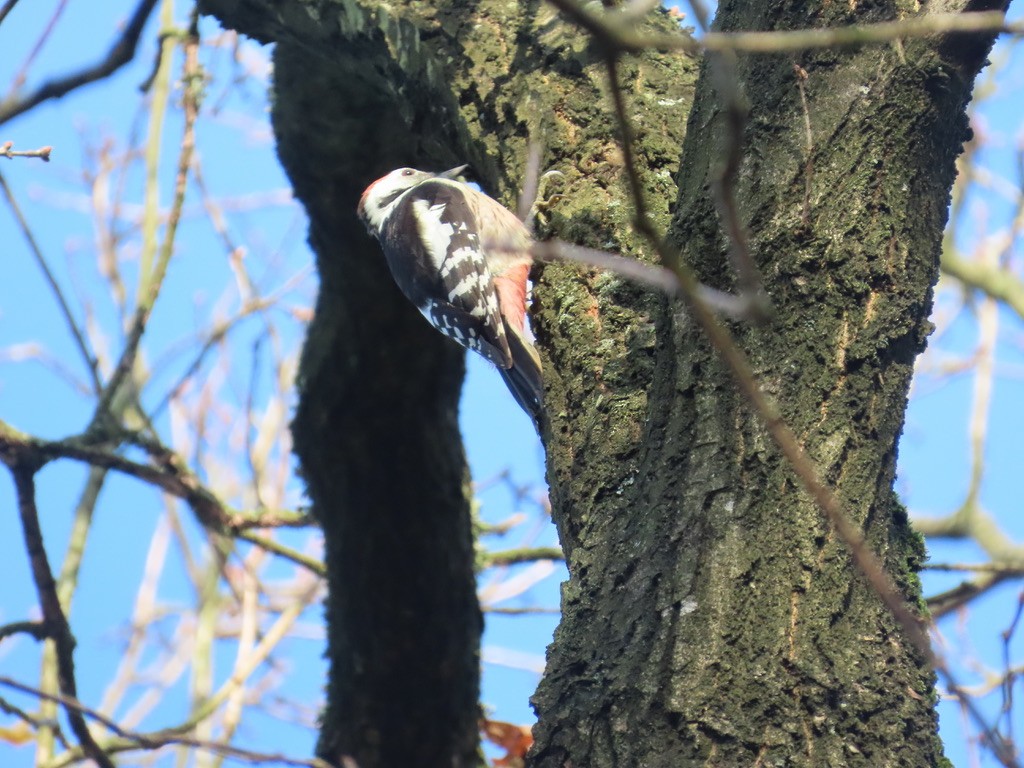 ヒメアカゲラ - ML646653640