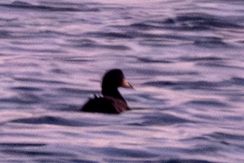 Negrón Careto - ML646653644