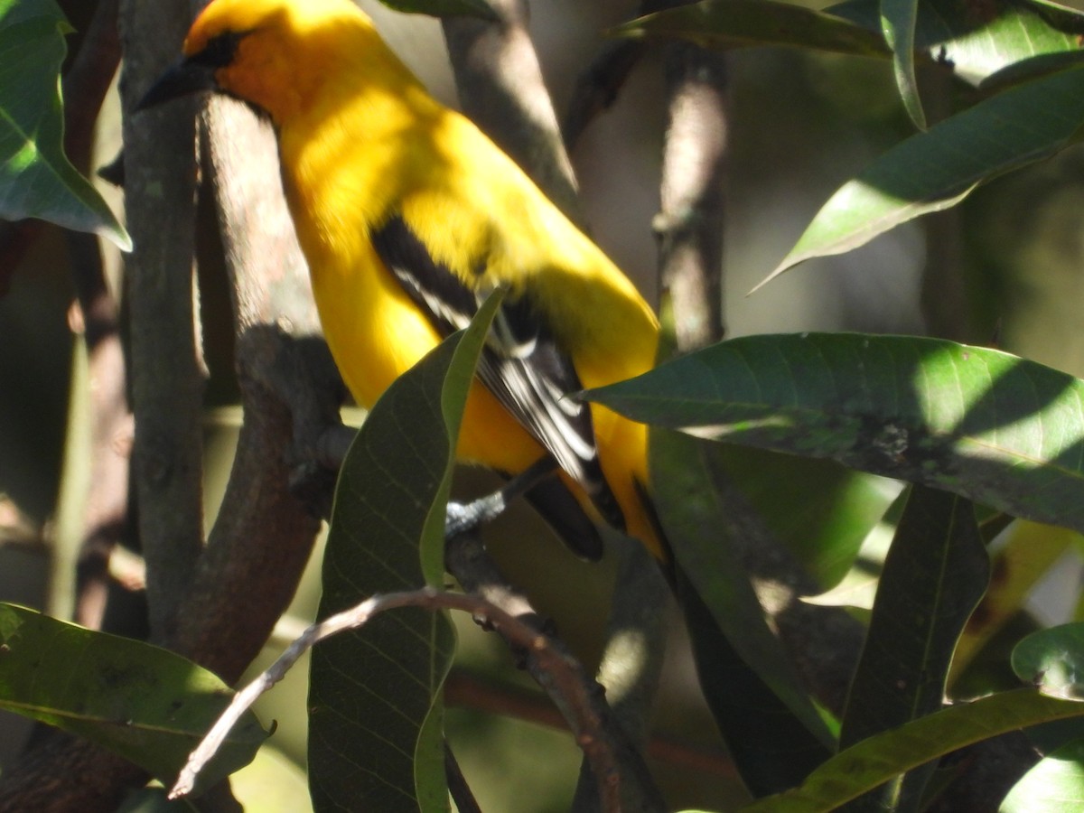 Yellow Oriole - ML646653645