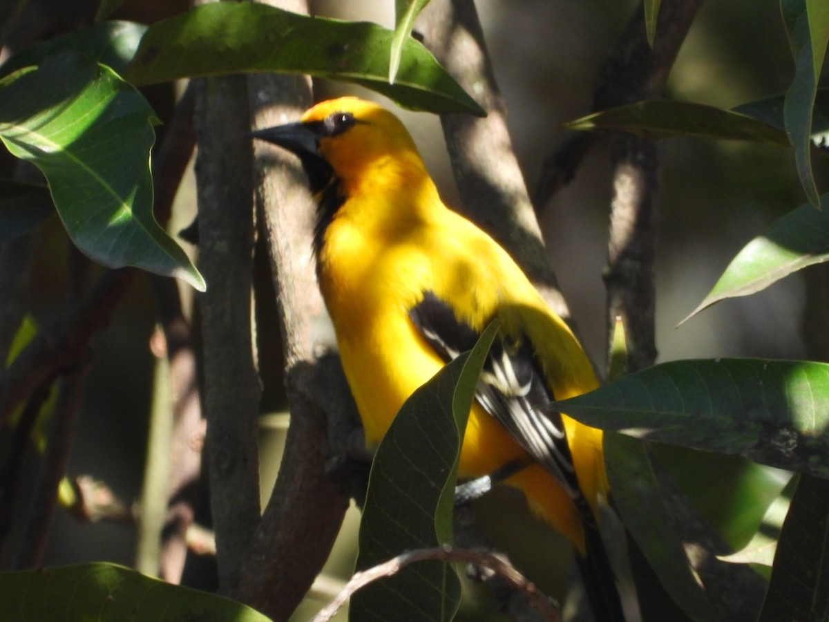 Yellow Oriole - ML646653646