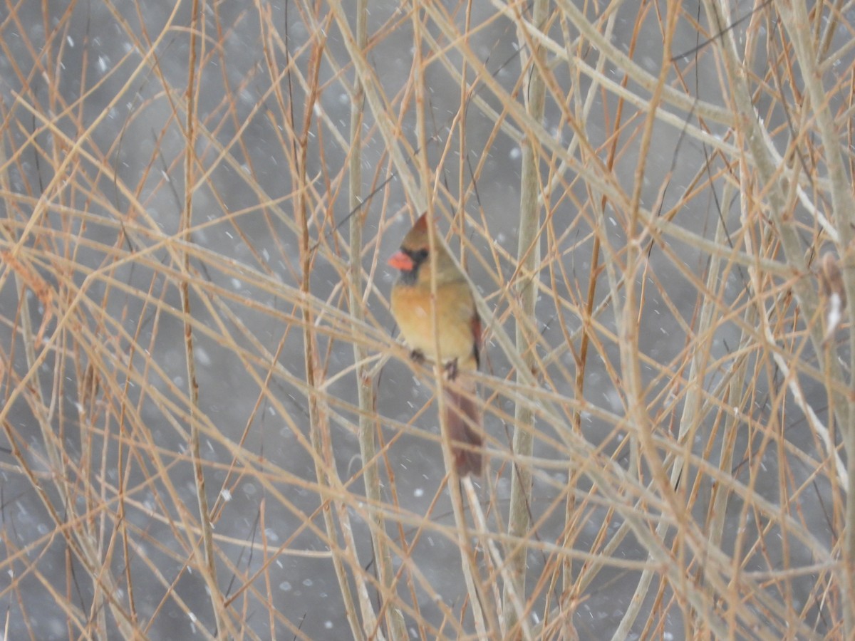 Northern Cardinal - ML646653649