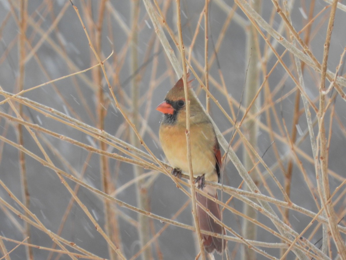 Northern Cardinal - ML646653650